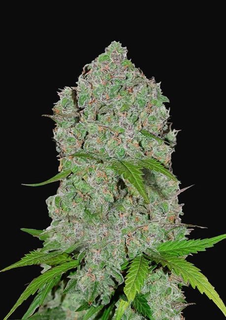 Orange Sherbet Auto Feminised Seeds