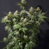 Orange Sherbet Fast Feminized Seeds
