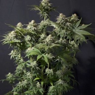 Orange Sherbet Fast Feminized Seeds