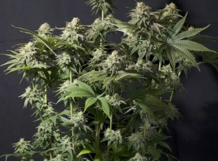 Orange Sherbet Fast Feminized Seeds