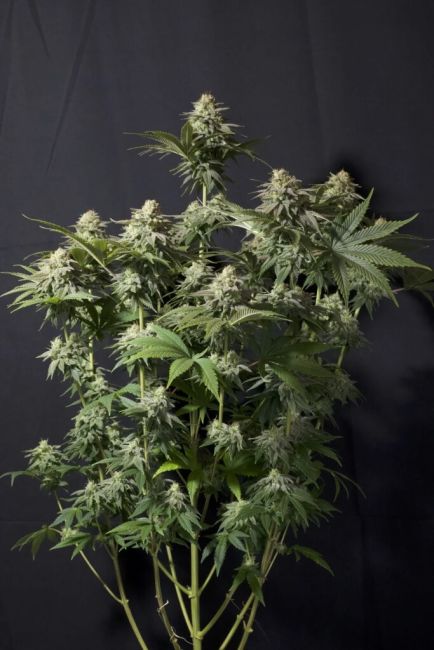 Orange Sherbet Fast Feminized Seeds