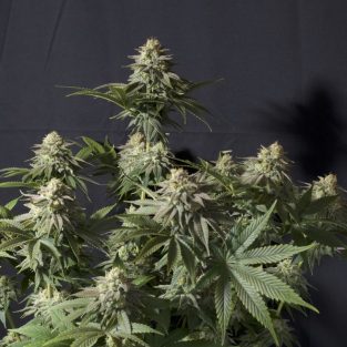 Orange Sherbet Fast Feminized Seeds