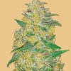Original AK Auto Feminized Seeds