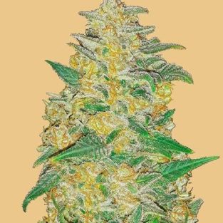Original AK Auto Feminized Seeds