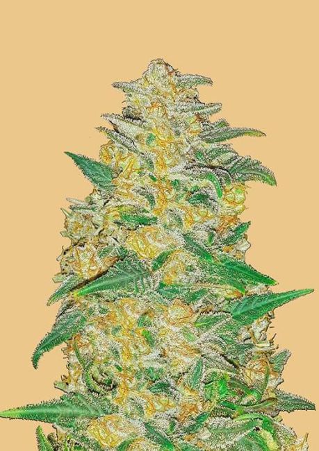 Original AK Auto Feminized Seeds