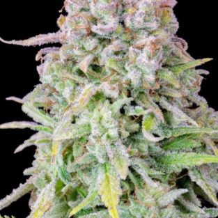 Original Afghan Kush Auto Feminized Seeds