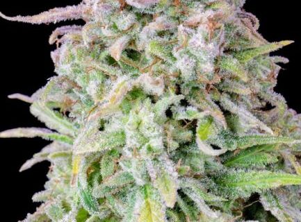 Original Afghan Kush Auto Feminized Seeds