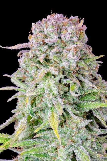 Original Afghan Kush Auto Feminized Seeds