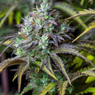 High-yielding and potent indica-dominant auto strain that will bring success even for novice growers.