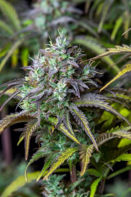 High-yielding and potent indica-dominant auto strain that will bring success even for novice growers.