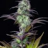 Original Blueberry Auto Feminised Seeds