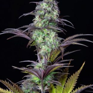Original Blueberry Auto Feminised Seeds