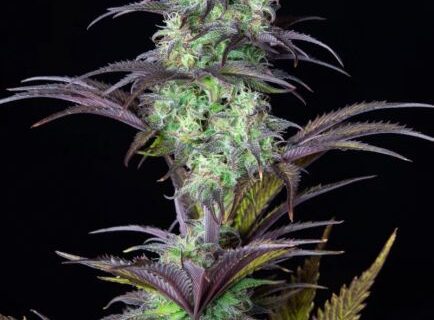 Original Blueberry Auto Feminised Seeds