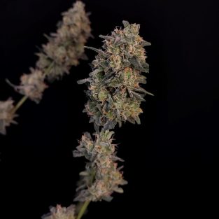 Original BubbleGum Auto Feminized Seeds