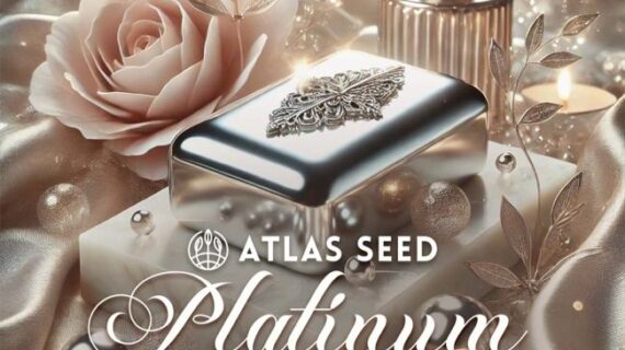 Platinum Zoap Feminized Seeds