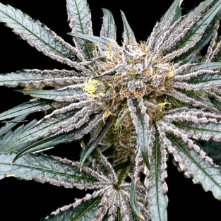 Platinum Zoap Feminized Seeds