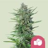 Purple Punch Feminized Seeds