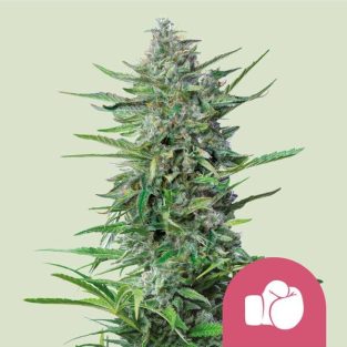 Purple Punch Feminized Seeds