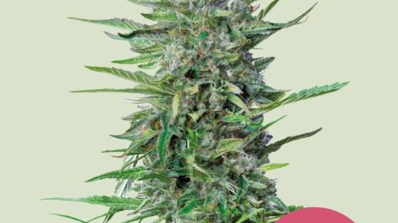 Purple Punch Feminized Seeds