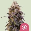 Sticky Queen Feminized Seeds