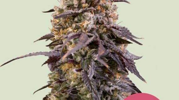 Sticky Queen Feminized Seeds