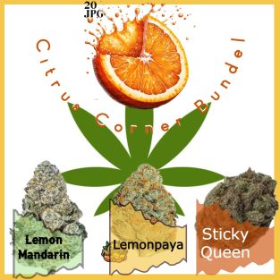 citrus corner bundle