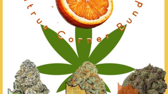 citrus corner bundle