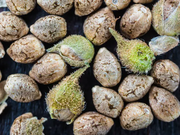 Why Kinnabis Feminized Seeds Are Your Best Bet