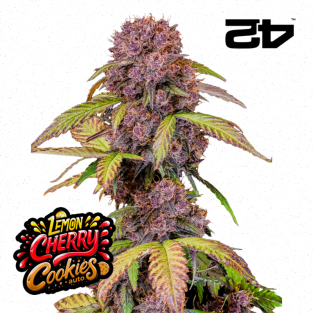 lemon cherry cookies