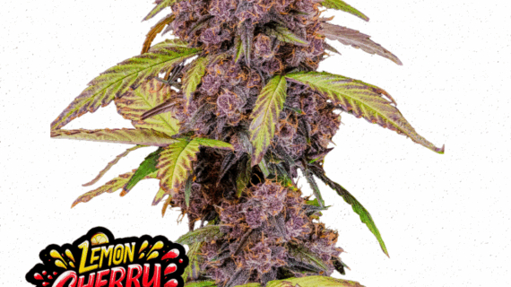 lemon cherry cookies