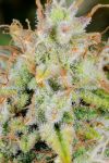 Original Cinderella Auto Feminized Seeds