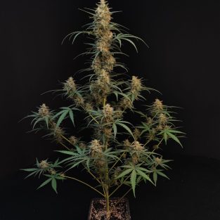 Original Chemdawg Auto