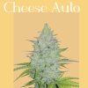 Original Cheese Auto Feminized Seeds