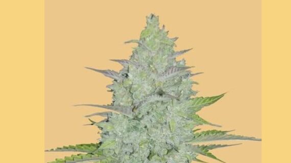 Original Cheese Auto Feminized Seeds