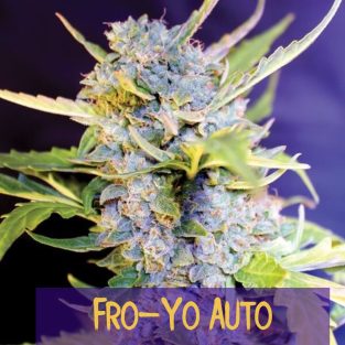 Fro-Yo Auto Feminiszd