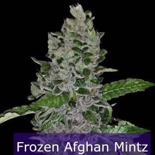 Frozen Afghan Mintz Feminized Seeds