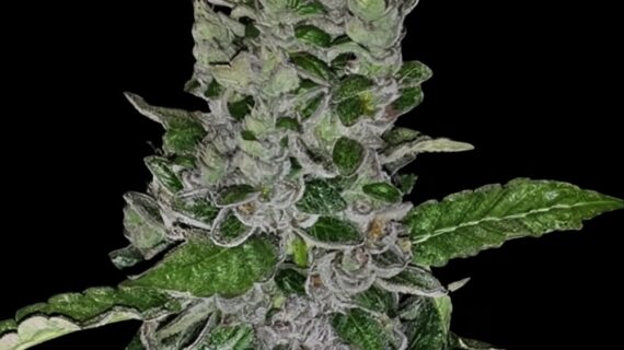 Frozen Afghan Mintz Feminized Seeds