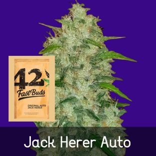 Original Jack Herer Auto Feminized Seeds