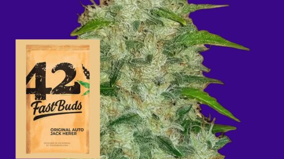 Original Jack Herer Auto Feminized Seeds