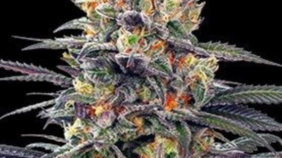 🌱 Jealous Mary Auto Ready in just 9–10 weeks, Jealous Mary Auto is a compact, easy-to-grow strain bred from Gelato #41 × Sunset Sherbet × Ruderalis. Indoors she stays around 120 cm, reaching up to 150 cm outdoors, yet delivers 400–500 g/m² indoors and 75–120 g/plant outdoors. Her flavor profile is fresh, fruity, and lemony, layered with earth, spice, and fuel—perfect for smoking, vaping, or extracts. With 15–17% THC, expect a euphoric, uplifting high balanced by smooth relaxation. Beginner-friendly and highly productive, Jealous Mary Auto is a top-performing autoflower built for both speed and flavor.