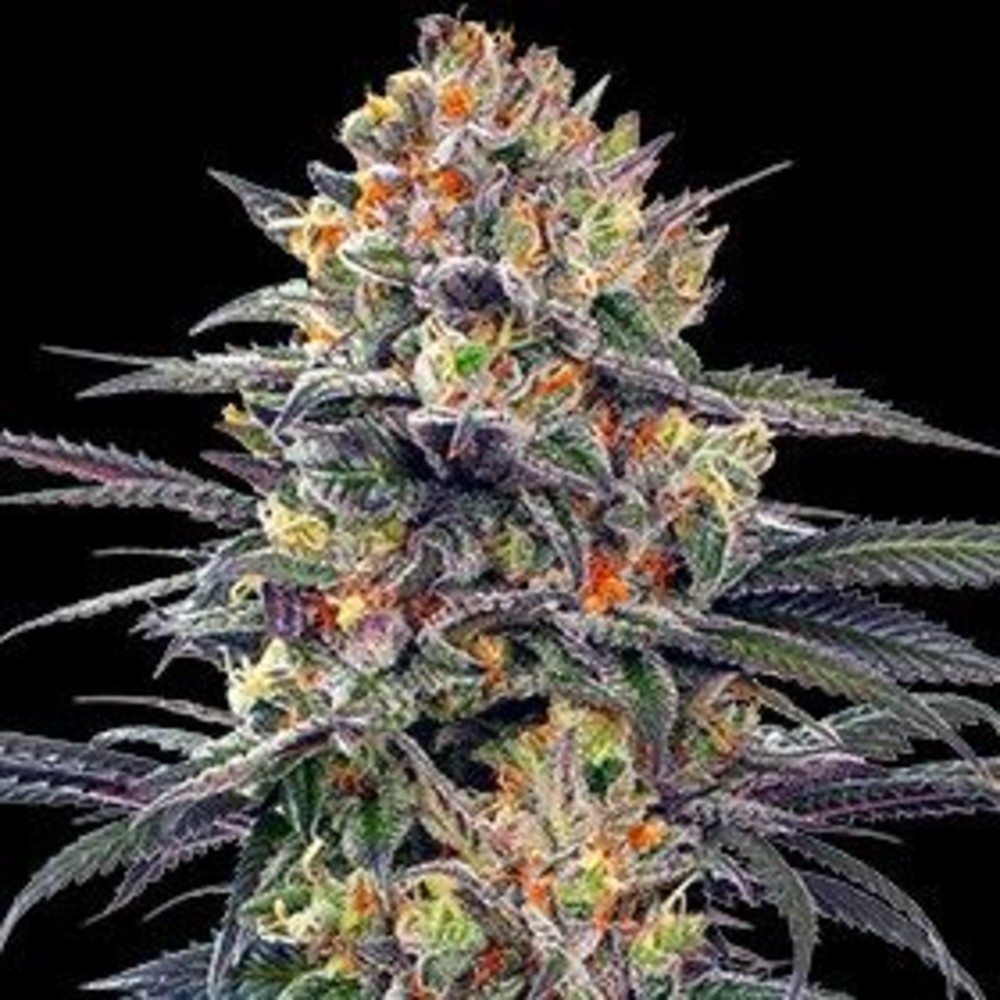 🌱 Jealous Mary Auto Ready in just 9–10 weeks, Jealous Mary Auto is a compact, easy-to-grow strain bred from Gelato #41 × Sunset Sherbet × Ruderalis. Indoors she stays around 120 cm, reaching up to 150 cm outdoors, yet delivers 400–500 g/m² indoors and 75–120 g/plant outdoors. Her flavor profile is fresh, fruity, and lemony, layered with earth, spice, and fuel—perfect for smoking, vaping, or extracts. With 15–17% THC, expect a euphoric, uplifting high balanced by smooth relaxation. Beginner-friendly and highly productive, Jealous Mary Auto is a top-performing autoflower built for both speed and flavor.