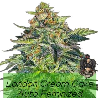 London Cream Cake Auto Feminized Seeds
