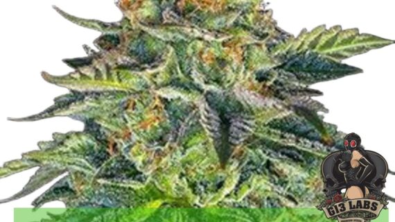 London Cream Cake Auto Feminized Seeds