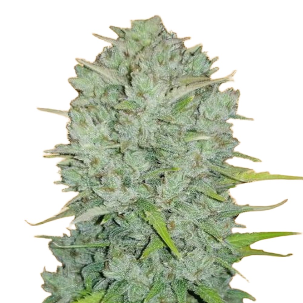 Northern Lights