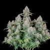 Original Cinderella Auto Feminized Seeds