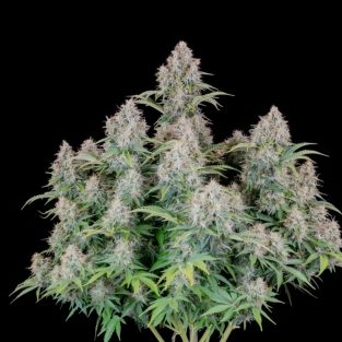Original Cinderella Auto Feminized Seeds
