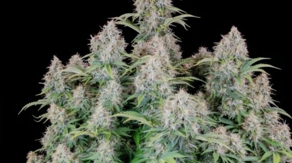 Original Cinderella Auto Feminized Seeds