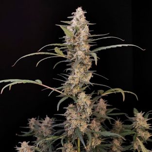 Original Critical Auto Feminized Seeds8