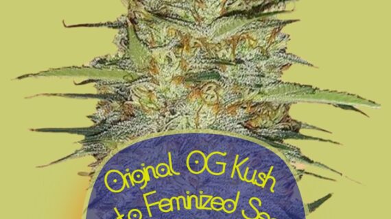 Original OG Kush Auto Feminized Seeds