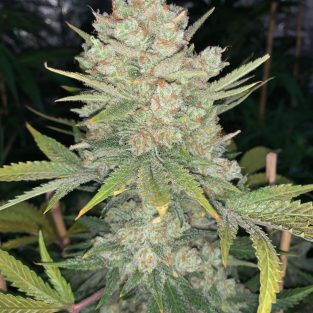 Original OG Kush Auto Feminized Seeds